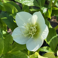 Helleborus orientalis 'Pretty Ellen White'